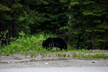 Black bear (Ursus americanus) in Glacier National Park, Canada