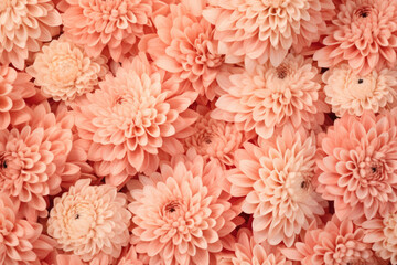  Chrysanthemum flowers background peach fuzz color of the year 2024