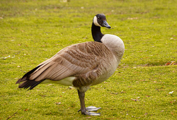 Goose on green lawn in a park