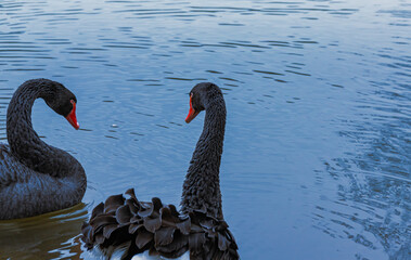 two black swans swimming on a lake