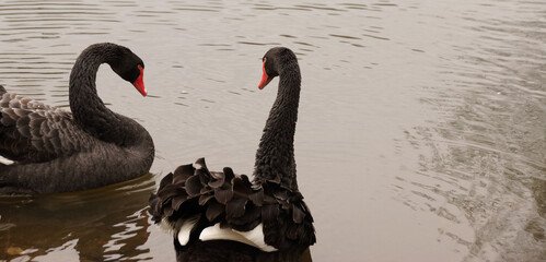 Two black swans swimming on a lake