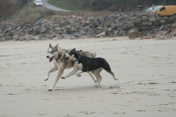 Husky &agrave; la plage