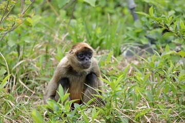 Obraz premium 草むらに座ったジェフロイクモザル