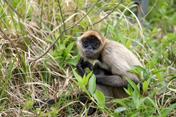 草むらに座ったカメラ目線のジェフロイクモザル