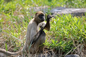 座って草を食べるジェフロイクモザル