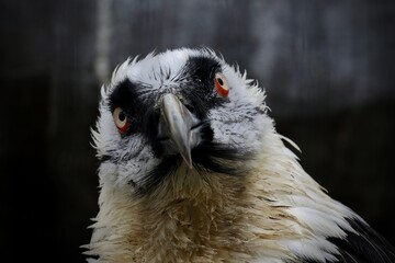 面白いヒゲワシの顔のアップ