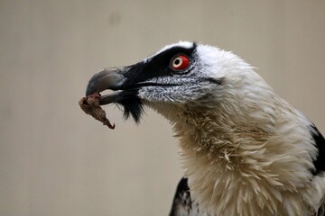 エサを咥えたヒゲワシの横顔