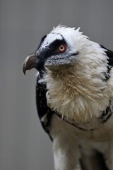 ヒゲワシのポートレート