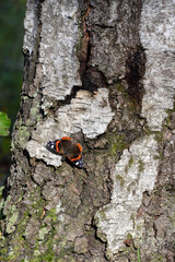 Butterfly red admiral or vanessa atalanta on a birch warming up with spread wings