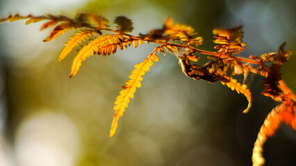 Autumnal tons in the Landes of Gascogne forest