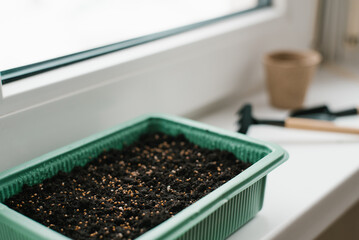 Selective focus on seeds in a green plastic stand for sowing peat moss seeds on the windowsill of...