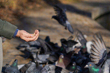 the person who feeds some pigeons with wheat. pigeons eating from a man's palm.