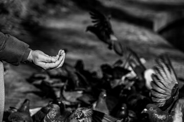 the person who feeds some pigeons with wheat. pigeons eating from a man's palm.