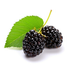 Group blackberry without background and shadows on isolate transparency background, PNG