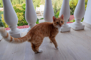 A redhead house cat in Corfu begs for food on the balcony