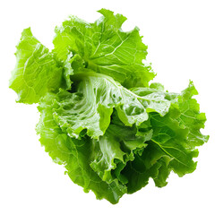 Lettuce leaves on a white background