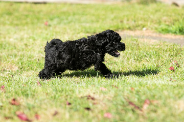 Miniature Poodle Puppies