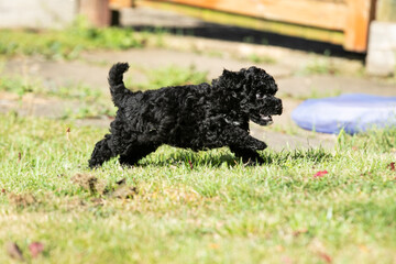 Miniature Poodle Puppies