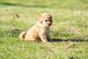 Fototapeta premium Poodle Puppies