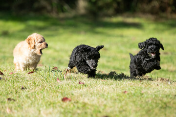 Miniature Poodle Puppies
