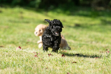 Miniature Poodle Puppies