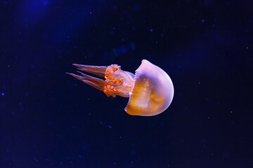 underwater photography of beautiful flame jellyfish rhopilema esculentum