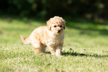 Miniature Poodle Puppies
