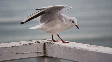 seagull on the pier - obrazy, fototapety, plakaty