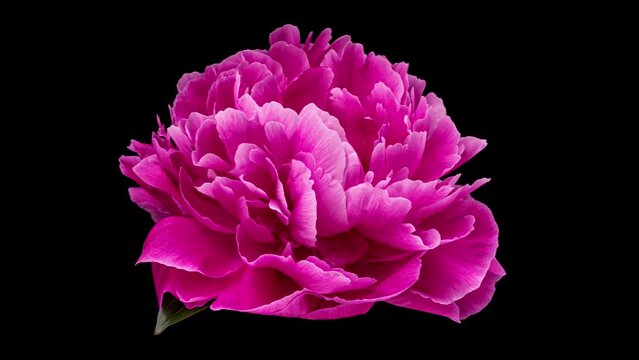 4K Time Lapse of blooming purple Peony flower isolated on black background. Timelapse of Peony petals close-up. Time-lapse of big single flower opening.