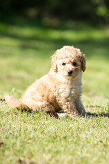 Miniature Poodle Puppies
