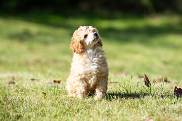 Miniature Poodle Puppies