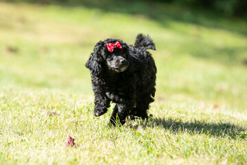 Miniature Poodle Puppies