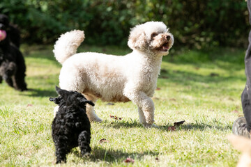 Miniature Poodle Puppies