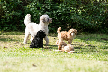 Miniature Poodle Puppies