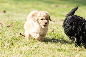 Miniature Poodle Puppies