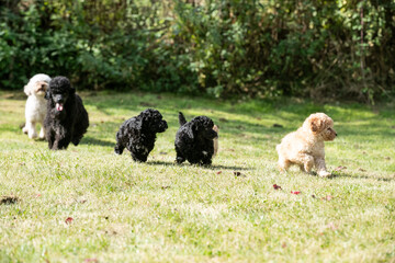 Miniature Poodle Puppies