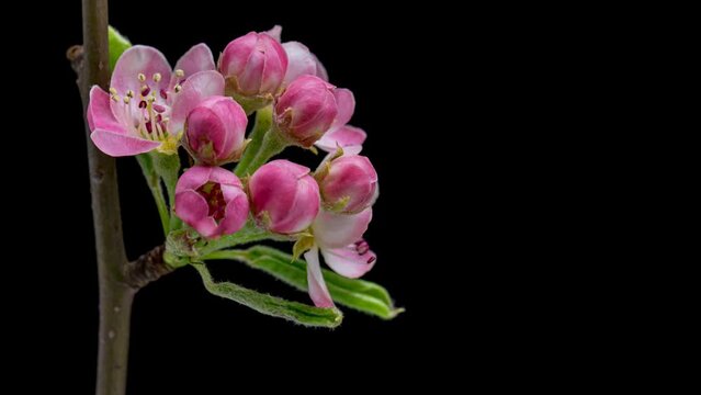 4K Time Lapse of blooming Apple flowers on black background. Spring timelapse of opening beautiful flowers on branches Apple tree.