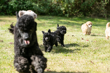 Miniature Poodle Puppies