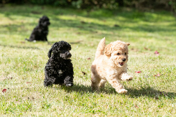 Miniature Poodle Puppies