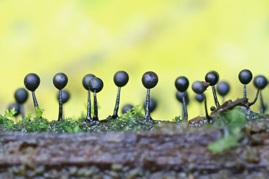 Lamproderma columbinum, a slime mold from Finland, no common English name