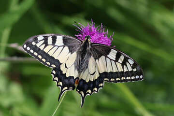 Swallotail, Papilio machaon, also known as old world swallowtail, feeding on melancholy thistle in Finland