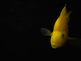 Solitary Glow: The Golden Fish in the Abyss