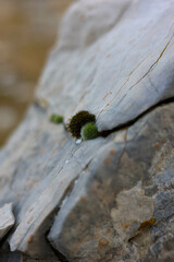 green moss on the stone