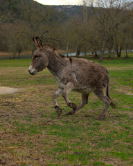 Naklejka na ściany i meble donkey in the field