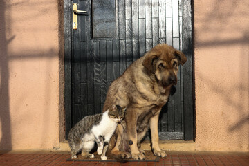 dog and cat