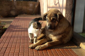 dog and cat
