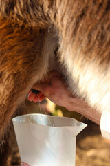 milking donkey