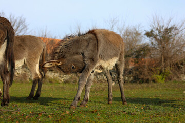 baby donkey in the field