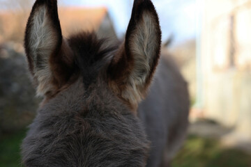 donkey ears 