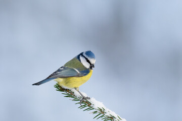 Blue Tit (Cyanistes caeruleus) standing on a snowy spruce branch on a winter day